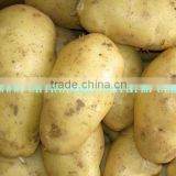 FreshPotato, Holland Potato
