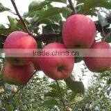 Apple Type and Pome Fruit Products Type Fresh Red Qinguan Apple thumbnail-4