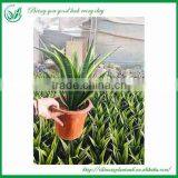 Golden Sansevieria Trifasciata Laurentii thumbnail-5