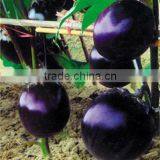 Round Eggplant Brinjal Seed Brinjal No.1 thumbnail-1