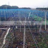 100% new nylon cheap vineyard bird netting, fruit tree protection net