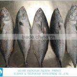 China Export Frozen Bonito Tuna 700+ thumbnail-1