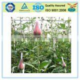 Food Grade PE Rose Bud Net thumbnail-4