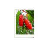 Wolfberry Extract Sweetyhuir(at)hotmail(dot)com thumbnail-1