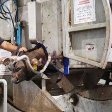 Full Set Automatic Cattle Slaughter Line For Ritual Rotary Slaughtering Box For Cow Slaughtering Equipment thumbnail-2
