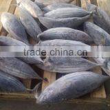 Frozen Skipjack Tuna thumbnail-5