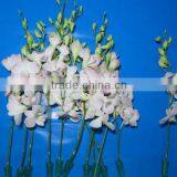 Fresh Cut Flowers Processing Type and Bud Part Fresh Orchid Cheap Wholesale Orchid thumbnail-4