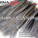 CHINAZP Exporting Wholesale Top Quality Large Natural Beautiful Lady Amherst Pheasant Tail Feathers for DIY thumbnail-5