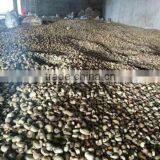 Cashew Nut thumbnail-6