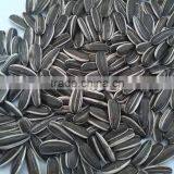 CHINESE NEW SUNFLOWER SEEDS FOR EXPORT thumbnail-1