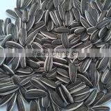 CHINESE NEW SUNFLOWER SEEDS FOR EXPORT