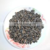 Striped sunflower seeds for birds feed
