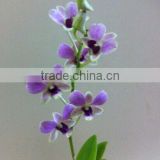Dendrobium Hybrids orchid plant live dendrobium