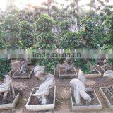 Ficus Microcarpa,dragon Style