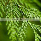 100% Natural & Pure Cedar Wood Oil (China) / Manufacturer / Supplier / Exporter thumbnail-1