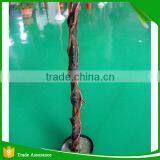 Deluxe Natural Artificial Golden Ficus Tree in Pot thumbnail-3