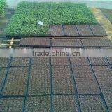 New Coming Professional Retail Seedling Tray With 84 Holes thumbnail-3