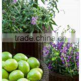 3-piece Outdoor Fashion Rattan Wicker Round Flower Planter thumbnail-4