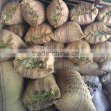 Vietnam Cinnamon Herb thumbnail-2