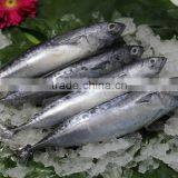 Canned Fish Frozen Tuna Fish thumbnail-1