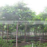 Delonix Regia Tropical Tree for Landscaping