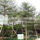 Terminalia Mantaly Outdoor Potted Big Trees thumbnail-1