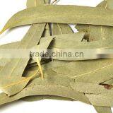Exporter of Dried Eucalyptus Leaves thumbnail-1