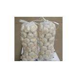 5.0cm Normal White Garlic thumbnail-1