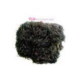 Gracilaria thumbnail-1