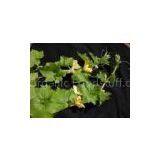 Artemisinin(sales22 at Lgberry Dot Com Dot Cn)