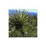 we supply Yucca Extract, 30% saponin,can be used to prepare natural shampoos and foaming cosmetics or liquid soaps.