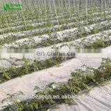 Agricultural Greenhouse Eggplant Hydroponics and Coconut Cultivation Equipment/Hydroponics Growing Systems /Hydroponic Trays thumbnail-4