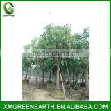 Ficus religiosa diameter 15-20cm