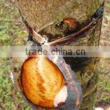 Resin of Lacquer Tree