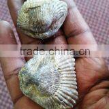 Ammonite Fossil thumbnail-1