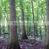 White Oak Veneer Logs
