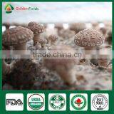 Anti-cancer Edibal Fungus Healthy Food Greenhouse Production Cap Stem Wholepart Fresh Dried Shiitake Mushroom thumbnail-2