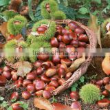 fresh chestnut 40-60pcs per kg