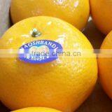 Kino Kinnow Mandarin Tangerine Orange Citrus Fruit From Pakistan thumbnail-3