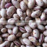 New Crop Light Red Speckled Kidne y Beans Long Shape Bamboo Bean for Europe thumbnail-2