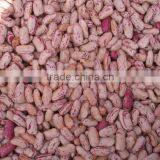 China New Crop Good Quality Light Speckled Pinto Kidney Bean thumbnail-2