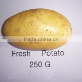 2015 new crop of fresh potatos Holland type potato from China for sales