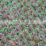 Factory Prices Non-wetting Mushroom Growing Greenhouse thumbnail-2