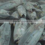 Skipjack Tuna thumbnail-1