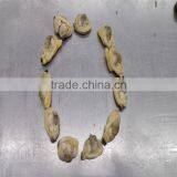 Frozen Vacuumed Variegated Clam With Favorable Price thumbnail-2