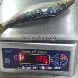 Frozen Sardine (sardinella Longiceps) ,New Arrivals thumbnail-3