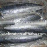 Spanish Mackerel Fillet Skin-on thumbnail-1