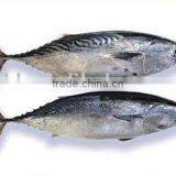 Frozen Bonito Tuna, Frozen Skip Jack Tuna, Bonito Tuna, Bullet Mackerel , Bomb Fish, Stripe Tuna thumbnail-1