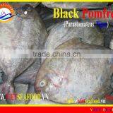 FROZEN W/R BLACK POMFRET thumbnail-1