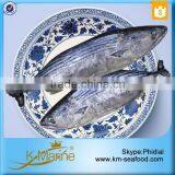 Seafood Fresh Frozen Sarda Fish For Delicious Canned Tuna thumbnail-4